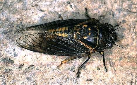 Females lack sound-producing organs. Ovipositor saber-like; eggs laid in soft wood of yucca stalks, twigs on some trees.