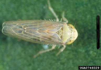 Leafhopper Class Insecta, Order Homoptera Reyes Garcia III, USDA