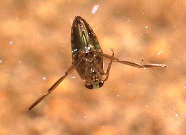 Backswimmer Class Insecta, Order Hemiptera Photo: D. B. Richman, NMSU All stages aquatic in ponds, stock tanks, puddles.