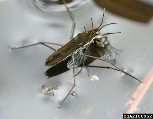 Water Strider Class Insecta, Order Hemiptera Photo: David Cappaert, MI State Univ, bugwood.