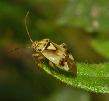 Plant- or Leaf-bug Class Insecta, Order Hemiptera Lygus bug. Photo: Ettore Balocchi, En. Wikipedia.