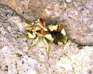 Ambush Bug Class Insecta, Order Hemiptera Photo: D. B. Richman, NMSU Body stout; abdomen angled, often wider toward rear.