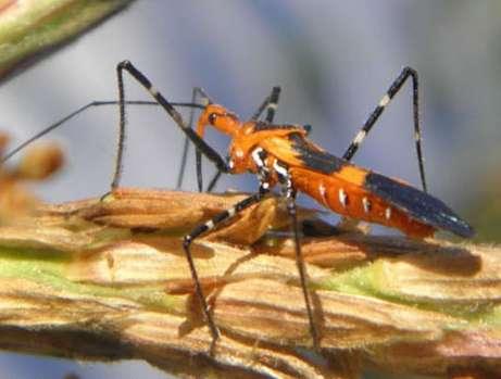 Assassin Bug Class Insecta, Order Hemiptera Photo: D. B. Richman, NMSU Triatoma sp.