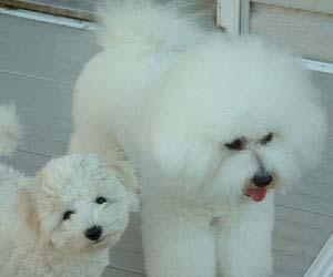 Free Bonus How To Change Your Bichon s Temperament For The Better What usually attracts the unwary pet owner to a bichon is his appearance. But the next after that is his endearing temperament.