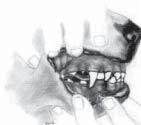 With this in mind, this fault should be penalised accordingly Perfect, regular scissor bite Undershot bite Converging canine Figure 8 Mouths. Illustrations from Spira, Dr H.