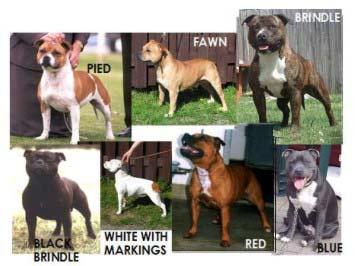 ! COLOUR Red, fawn, white, black or blue, or any one of these colours with white. Any shade of brindle or any shade of brindle with white. Black and tan or liver colour highly undesirable.
