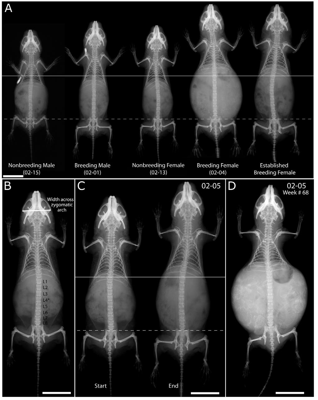 262 E. C. Henry, C. M. Dengler-Crish and K. C. Catania Fig. 1. Radiographs of the naked molerats. (A) Relative sizes of mole-rats examined in the study.