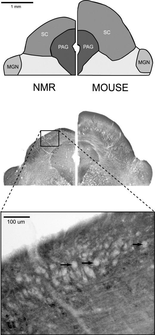 Fig. 2. Cytochrome oxidase-reacted sections of mole-rat and mouse midbrain. The mole-rat SC is considerably reduced when compared to the mouse SC.