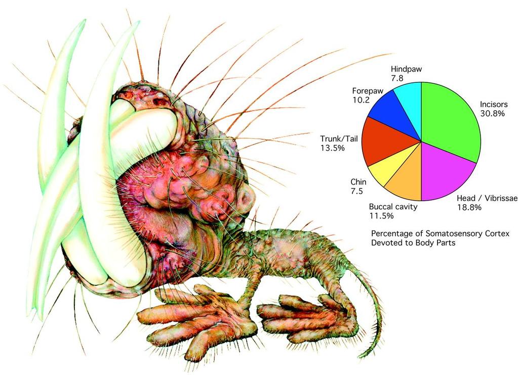 The relative sizes of different sensory representations in naked mole-rats S1.