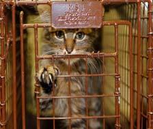 "Owner" does not include a feral cat caretaker participating in a trap, spay/neuter, return or