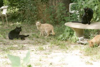 2002 1376 feral cats admitted Population declined from 2,000 to 500 cats TNR Ordinance Passed in Clark