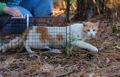 Freedom costs FCNMHP around $400,000 each year, considering 5,000 cats Feral Freedom saves money for COJ by: Not having to EU 3200 cats each year Not