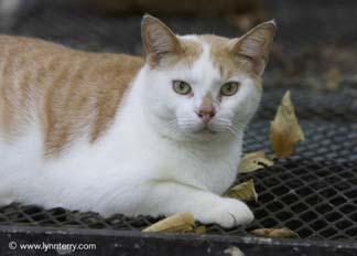 encourage people to sterilize their cats Might impact TNR Are