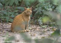 Funding for Feral Cat Fixes & vaccinations WHAT IS A FERAL CAT?