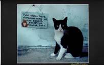 feral cat and is not socialized, (ii) is a formerly owned cat that has