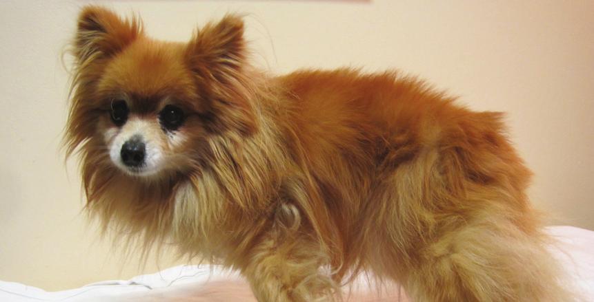 EUTHA N ASIA CASES Alex, a geriatric Pomeranian, was blind, deaf, incontinent, and suffering from severe periodontal disease.