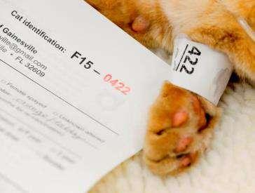 Cat identification Twin tag system assigns each cat its own number