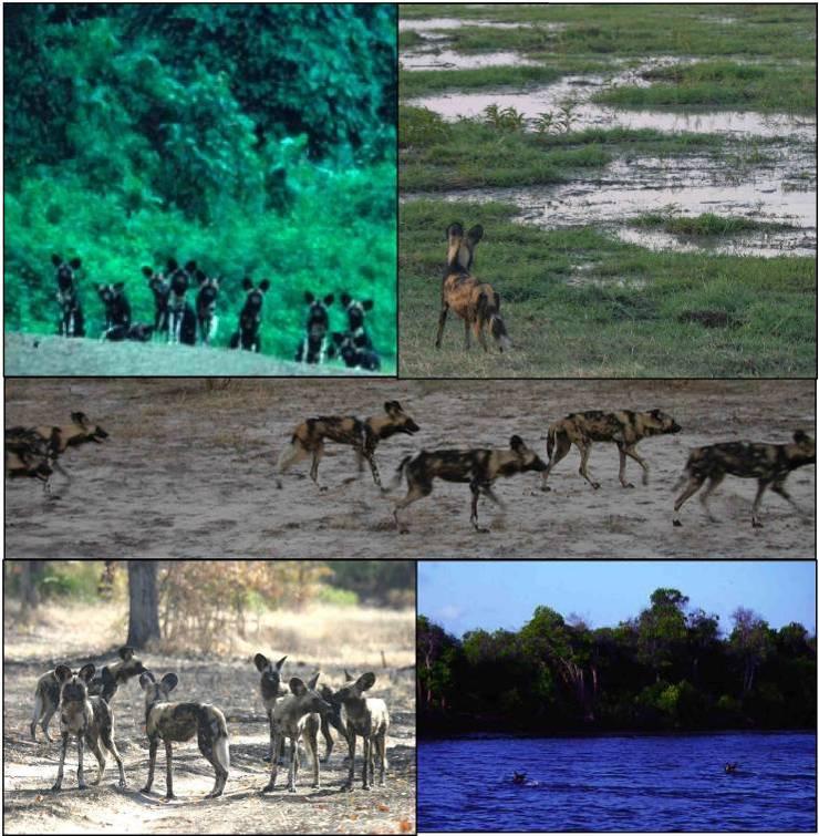 CHAPTER 4 THE DISTRIBUTION AND STATUS OF AFRICAN WILD DOGS WITHIN EASTERN AFRICA 4.1 Historical distribution In the past, wild dogs were broadly distributed across eastern Africa.