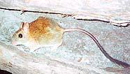 Templeton) Brush-tailed Tree-rat (Photo: Ron