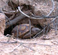 JUVENILE TORTOISE BURROW May use rodent