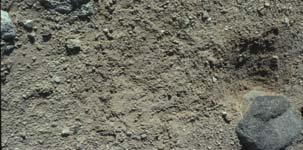 soils Commonly at base of a rock Tortoise will