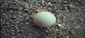 TORTOISE EGGS May be in the open