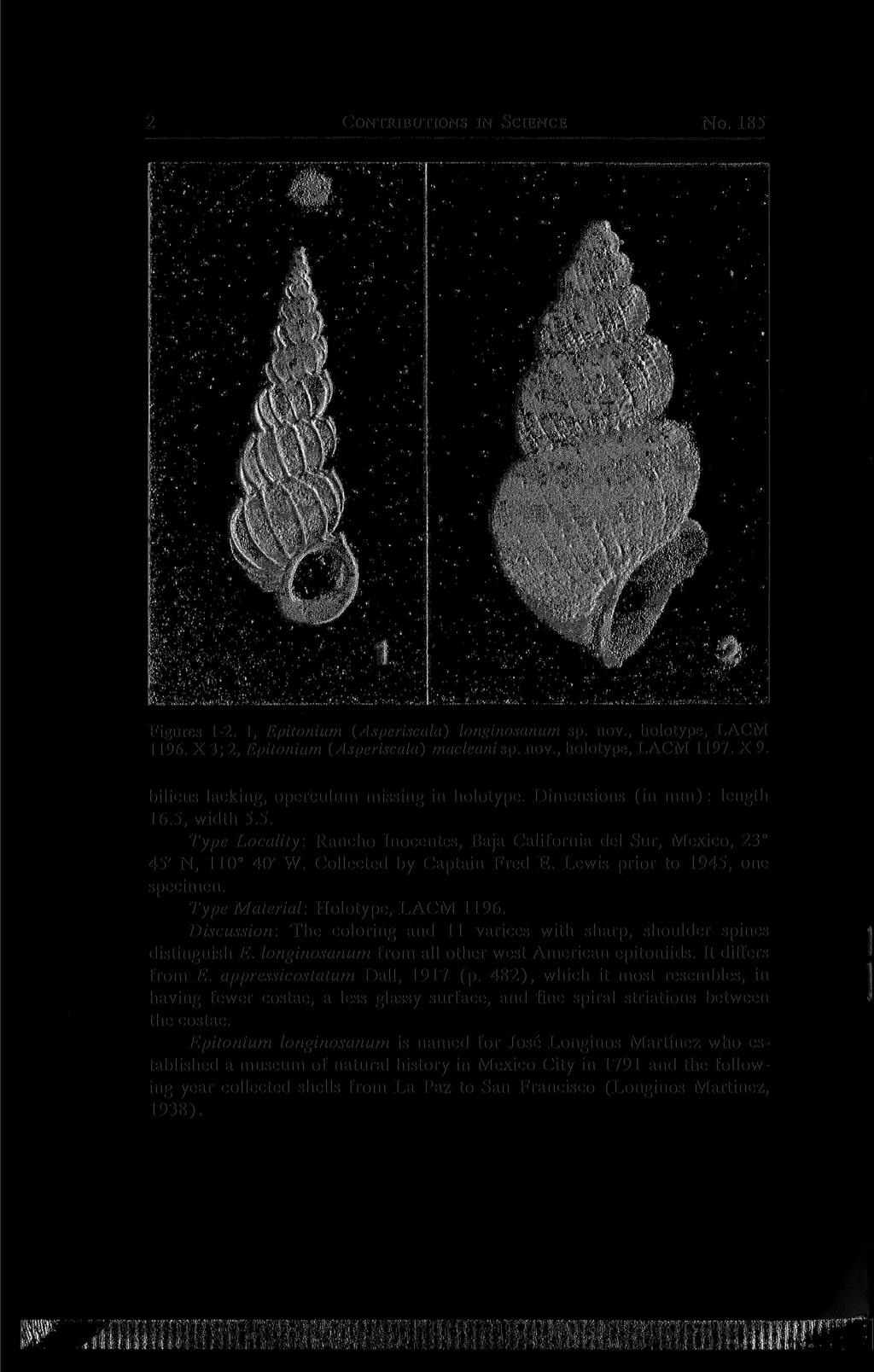 2 CONTRIBUTIONS IN SCIENCE No. 185 Figures 1-2. 1, Epitonium {Asperiscala) longinosanum sp. nov., holotype, LACM 1196. X 3; 2, Epitonium {Asperiscala) macleani sp. nov., holotype, LACM 1197. X 9.