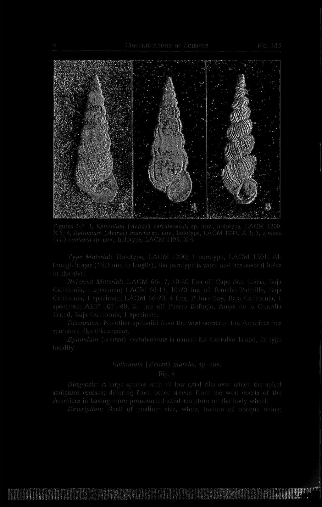 4 CONTRIBUTIONS IN SCIENCE No. 185 Figures 3-5. 3, Epitonium {Acirsa) cerralvoensis sp. nov., holotype, LACM 1200. X 5; 4, Epitonium {Acirsa) murrha sp. nov., holotype, LACM 1232. X 3; 5, Amaea {s.l.) contexta sp.