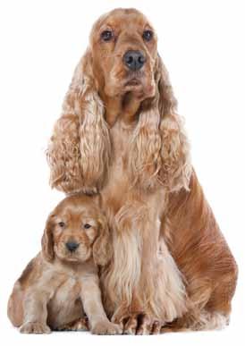 Breed Health Nutrition Tailor made nutrition for Cocker Spaniels!