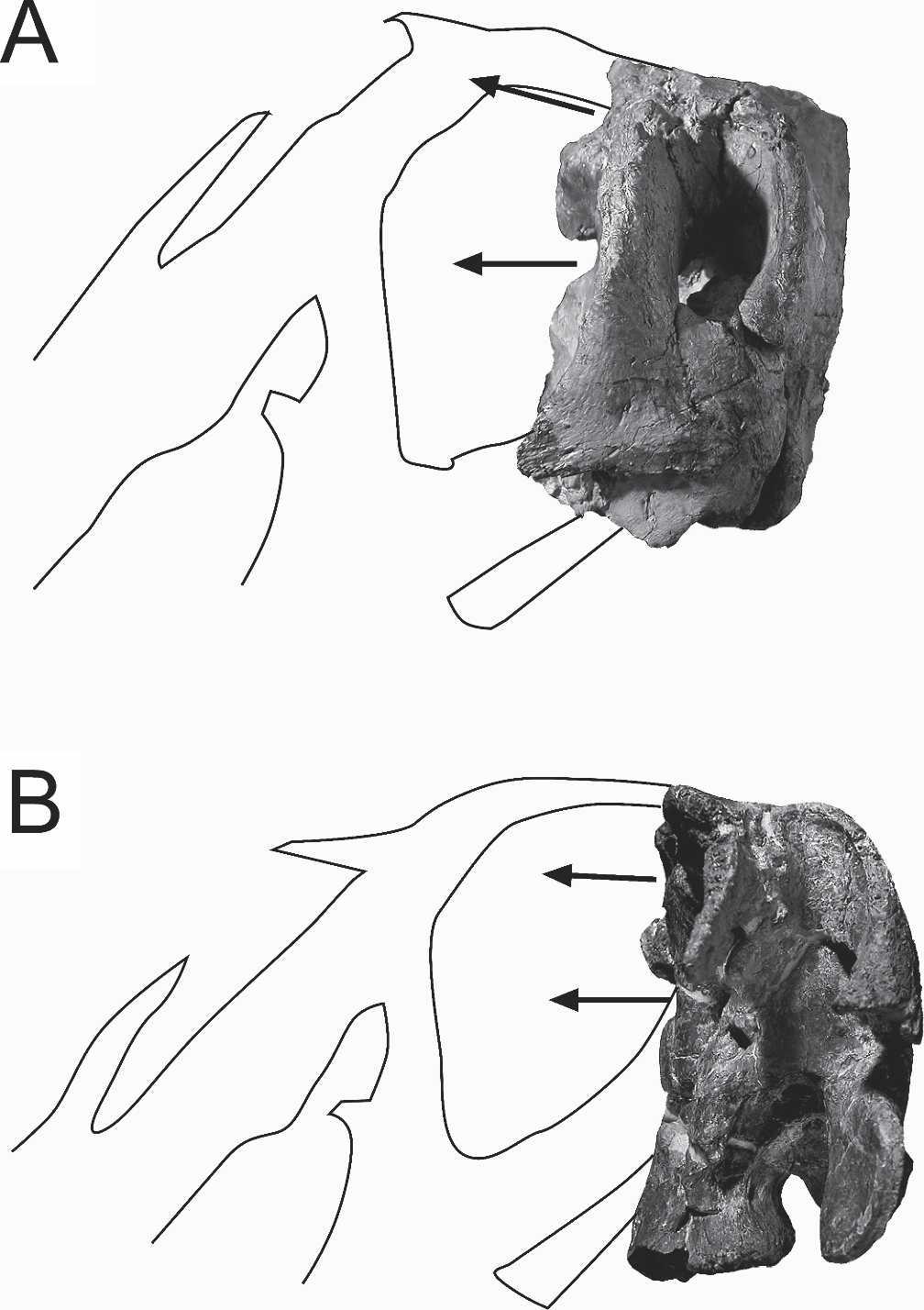 100 JOURNAL OF VERTEBRATE PALEONTOLOGY, VOL. 26, NO. 1, 2006 transverse crest of bone. The tubercles themselves are craniocaudally flat rather than rugose, hemispheroidal knobs as in ANS 21122.