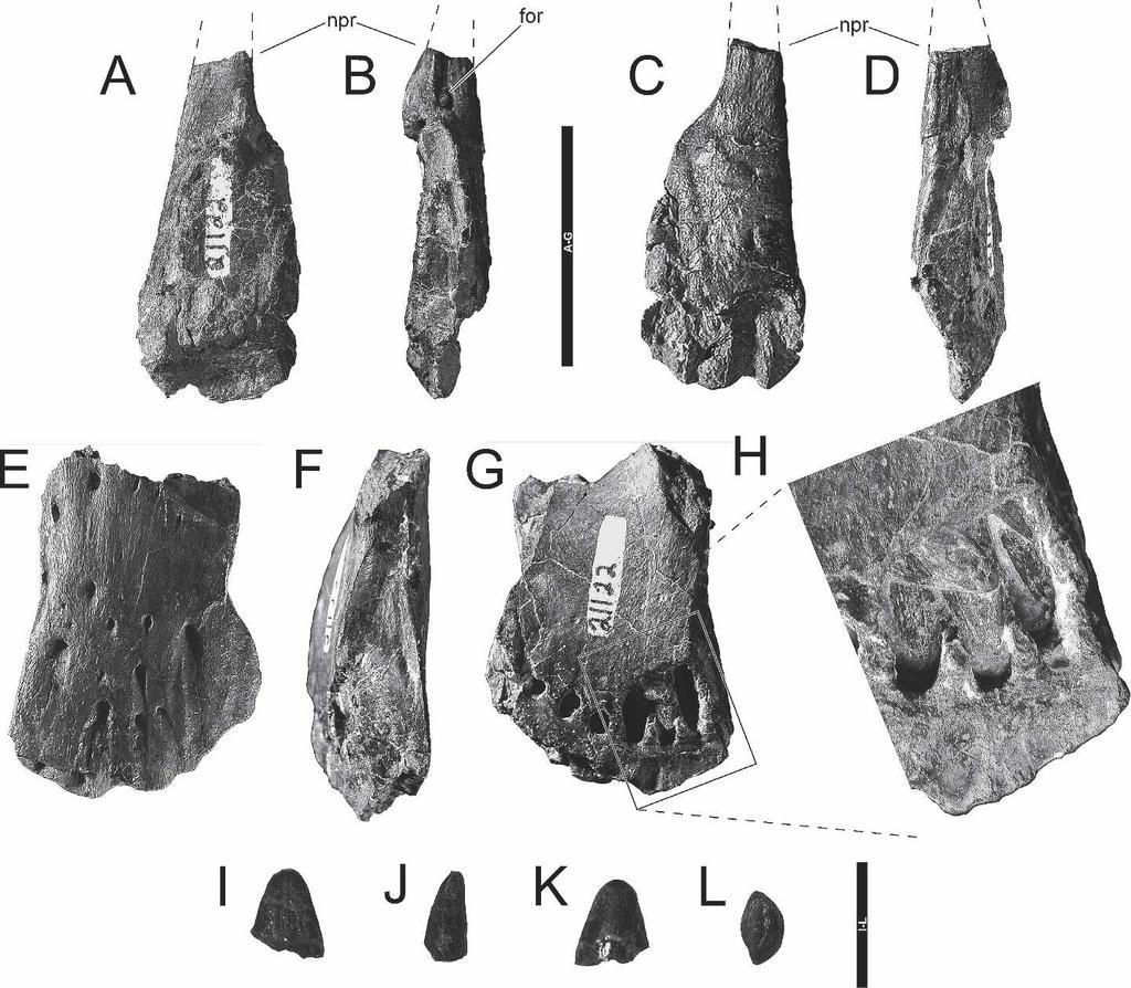 90 JOURNAL OF VERTEBRATE PALEONTOLOGY, VOL. 26, NO. 1, 2006 FIGURE 2. Left premaxilla of ANS 21122 in A, dorsal; B, lateral; C, ventral; and D, medial views.