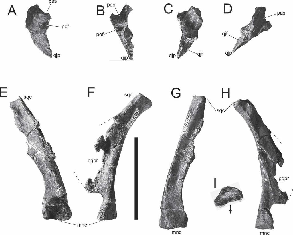 96 JOURNAL OF VERTEBRATE PALEONTOLOGY, VOL. 26, NO. 1, 2006 FIGURE 5. Right squamosal of ANS 21122 in A, caudolateral; B, rostrolateral; C, rostrolateral; and D, ventromedial views.