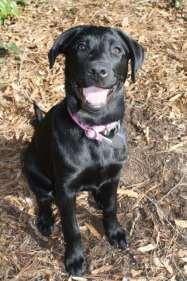 Meet the New Puppies! Aria, a black female lab, is being raised by Hannah Matthews.