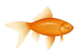 Vertebrates: 3 1. Fish Live in water Breathe with gills Have scales and fins to help swim.