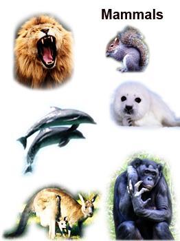 5. Mammals 5 Have hair or fur Breathe through lungs Grow inside mother s body, fed milk from mother s body Keep a constant body temperature Examples: whales, bears, cats, dogs, and humans