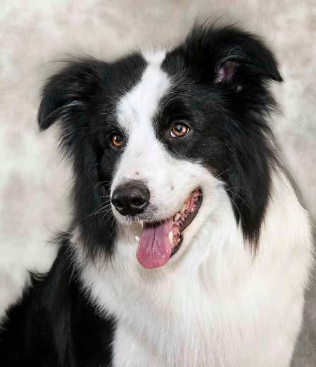 7 MOTCh. B&B Boss NP, IP, RE, AgN, AgNJ Border Collie Owner/Handler: Carole Vanier PHOTO: Bund Imaging Funniest story: The funniest story or mishap was on the signal exercise in Utility.