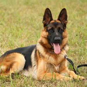 Initially bred for herding, due to their strength, intelligence and excellent temperament, they became popular as guard dogs, guide dogs, search and