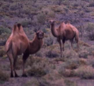 khulan, wild camels,