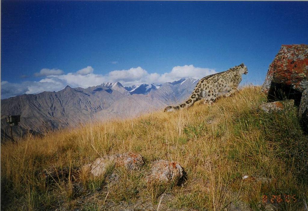 Basic snow leopard ecology is poorly understood Data on habitat use, home