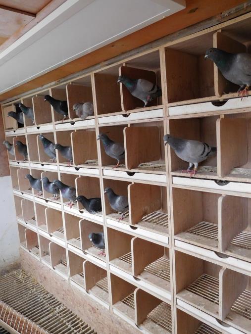 What I do for the National races is feed them differently. Pigeons are all different and a distance pigeon can win sprint races but a sprint pigeon can t win a long distance race in the same way.