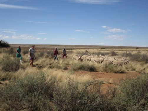 Sheep trial (Merino consortium) Victoria-Wes, Northern Cape Province Young breeding ewes 3