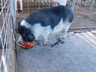 pig, enjoying some