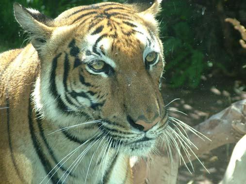 Malayan Tigers and Tapirs Rare species at the Zoo Malayan Tiger Panthera tigris jacksoni Status: Endangered.