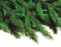Choose from a variety of evergreens.