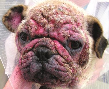 Demodicosis treatment Figure 3. Photograph of the face of a 6-month-old pug with demodicosis. Severe alopecia, erythema, erosions, ulcers and crusts can be seen. Figure 4.