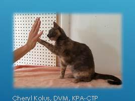 YES, YOU CAN TRAIN A CAT! A pilot study exploring the implementation of a clicker training program for shelter cats.