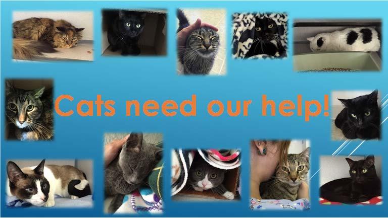 Cats need our help!