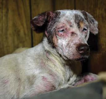 She was heartworm positive, had severe abrasions and skin infections.