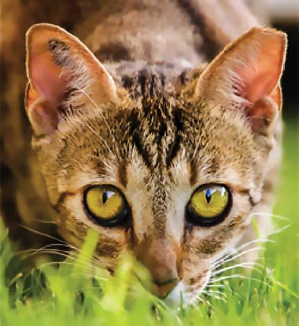 population of free-roaming, community cats through Trap-Neuter-Vaccinate- Return (TNVR).