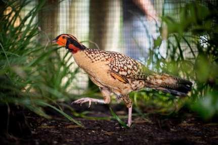 Husbandry: Health Concerns Health concerns are similar to other pheasant Tragopans can be susceptible to ground parasites, worming is